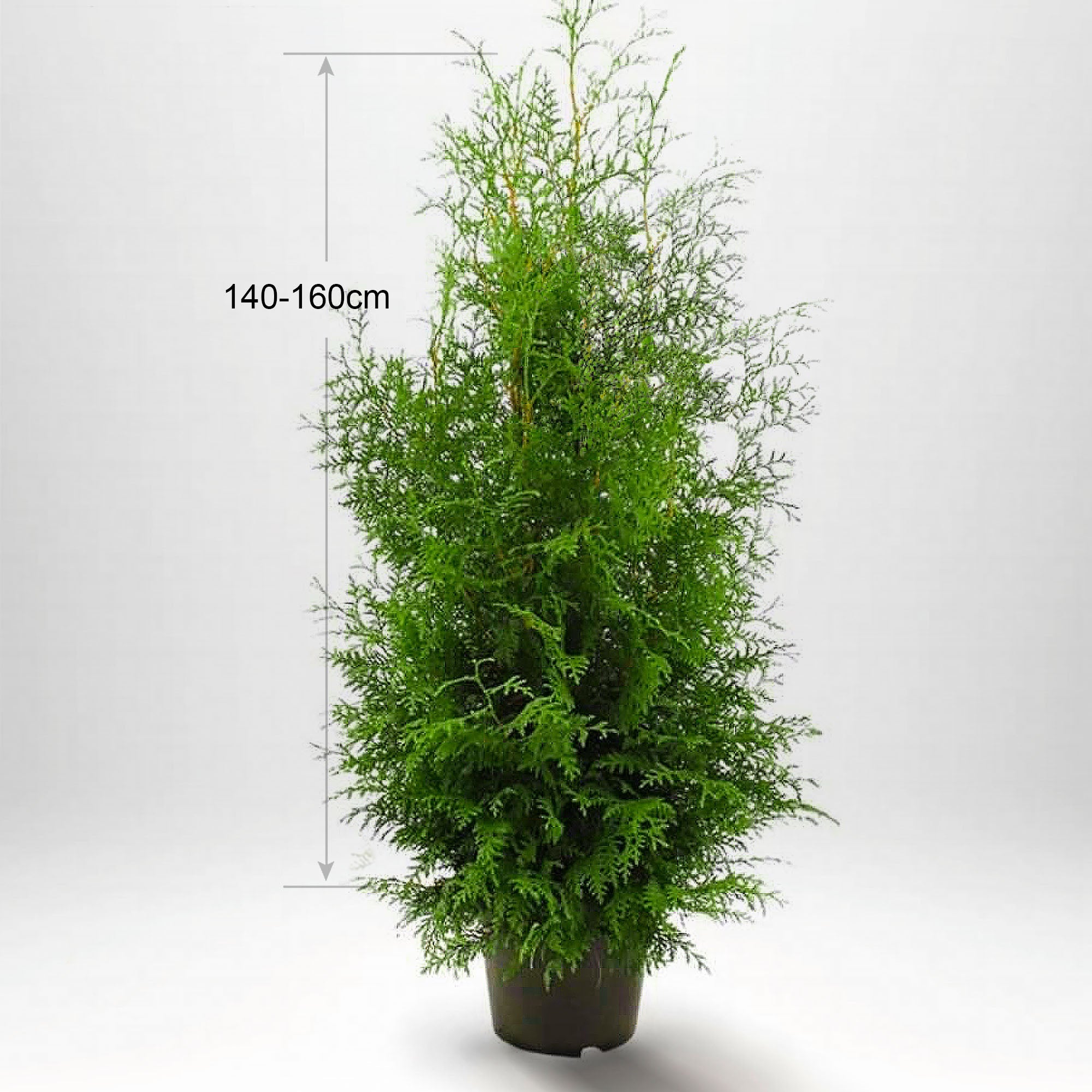 Thuja Brabant, 140-160+ cm, krukväxt 12 L, Kvalitet: Landskap Q